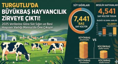Turgutlu’da Büyükbaş Hayvancılık Öne Çıktı