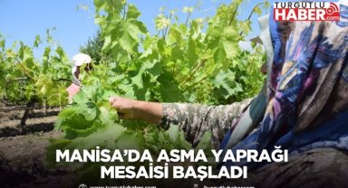 Manisa’da Asma Yaprağı Mesaisi Başladı