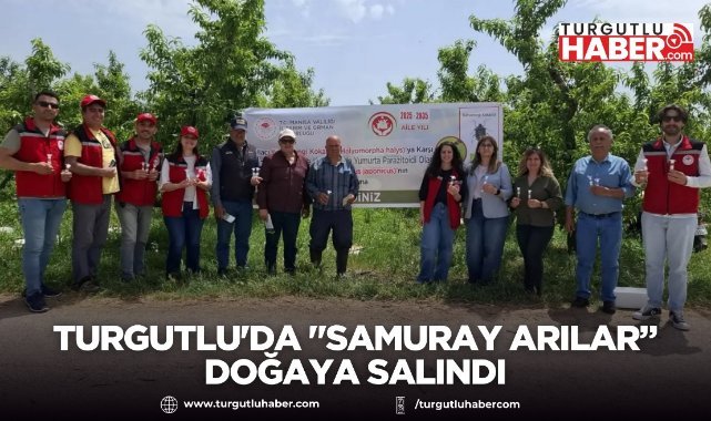 TURGUTLU'DA KAHVERENGİ KOKARCAYA KARŞI
