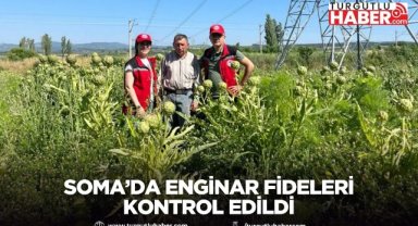 Soma’da Enginar Fideleri Kontrol Edildi