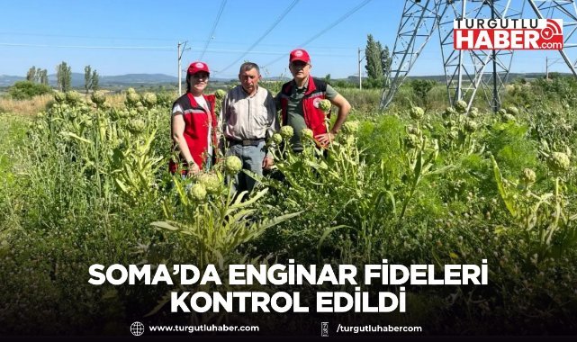 Soma’da Enginar Fideleri Kontrol Edildi