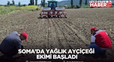 Soma’da Yağlık Ayçiçeği Ekimi Başladı