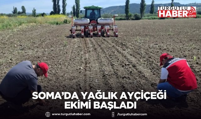 Soma’da Yağlık Ayçiçeği Ekimi Başladı