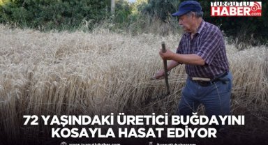 72 Yaşındaki Üretici Buğdayını Kosayla Hasat Ediyor