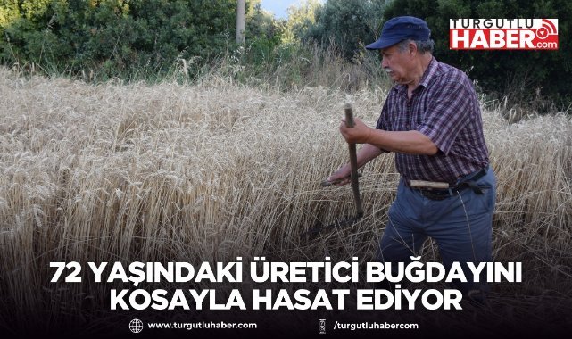 72 Yaşındaki Üretici Buğdayını Kosayla Hasat Ediyor