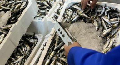 İzmir'de 241 Kilogram Su Ürününe El Konuldu