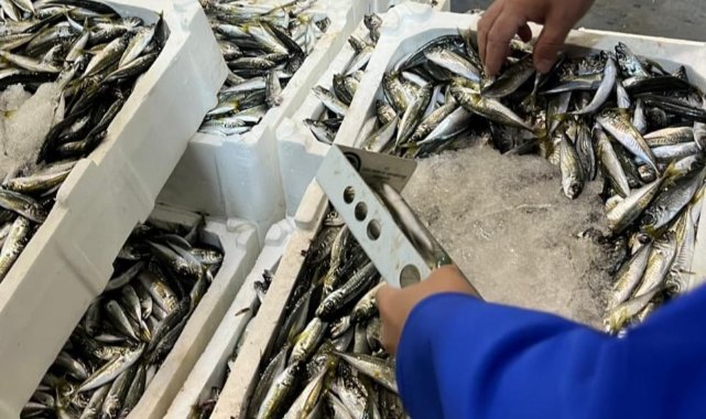 İzmir'de 241 Kilogram Su Ürününe El Konuldu
