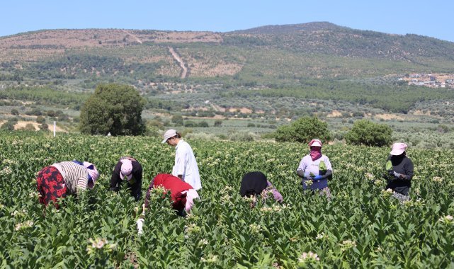 17 ülkeden uzmanlar Türk tütünü için İzmir'de buluştu