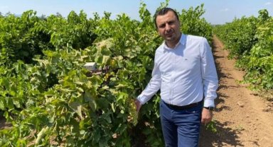 Başevirgen’den kuru üzüm fiyatı çağrısı: “150 liranın altı üretimi durdurur”
