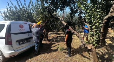 Menderes’te Akdeniz meyve sineğine karşı biyoteknik mücadele