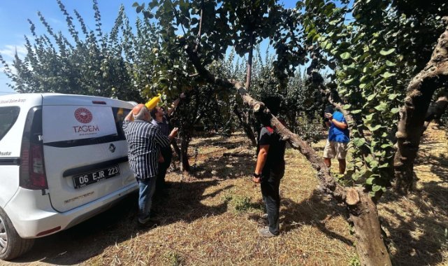 Menderes’te Akdeniz meyve sineğine karşı biyoteknik mücadele