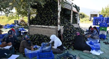 Sel Mağduru Üreticiye Patlıcan Fidesi Desteği