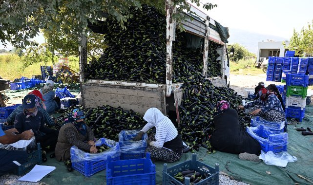 Sel Mağduru Üreticiye Patlıcan Fidesi Desteği