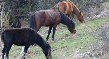 Manisa Spil Dağı'nın Yılkı Atları