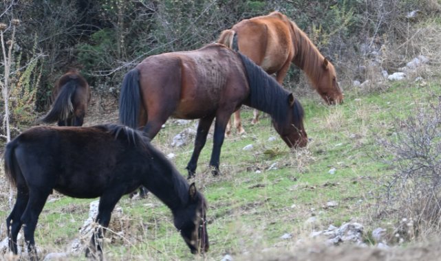 Manisa Spil Dağı'nın Yılkı Atları