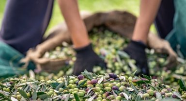 Zeytin ve Zeytinyağında Yüksek Rekolte Beklentisi: İhracatta Hedef Zorlaştı