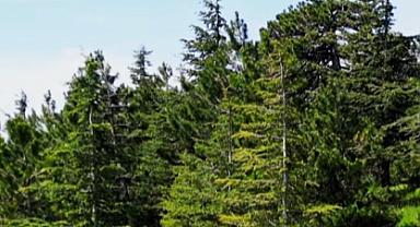 Manisa'da Ormanlık Alanlara Giriş Yasaklandı